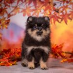 Bounty-female-pomeranian-puppy-for-sale-1 (1)