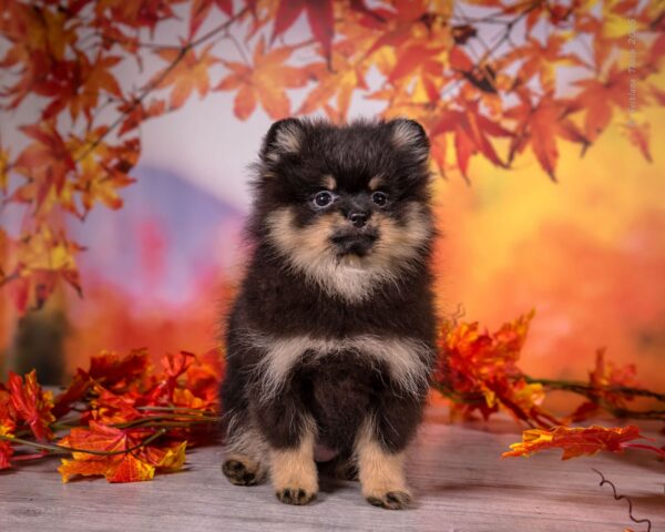 Bounty Pomeranian