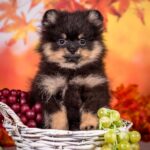 Barney Pomeranian