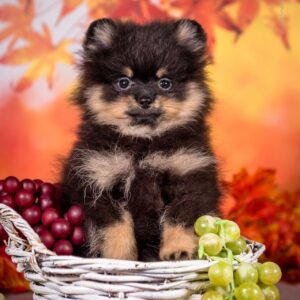 Bounty Pomeranian