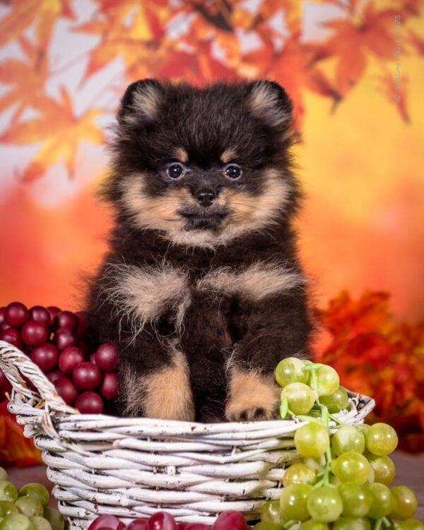 Bounty Pomeranian
