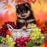 Bounty-female-pomeranian-puppy-for-sale-1 (3)