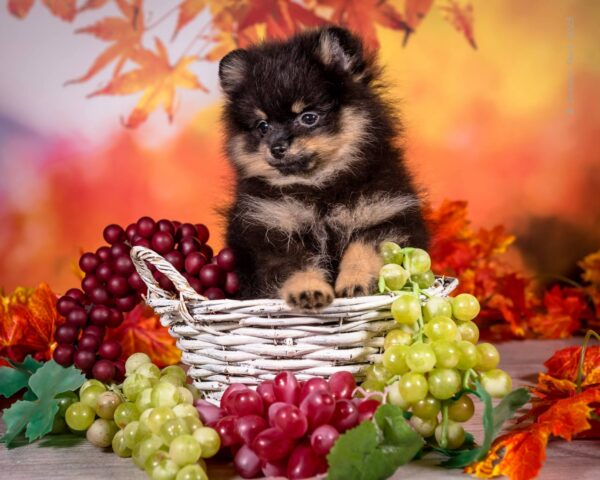 Bounty Pomeranian