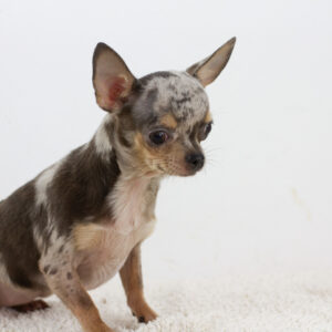 Buffy Chihuahua