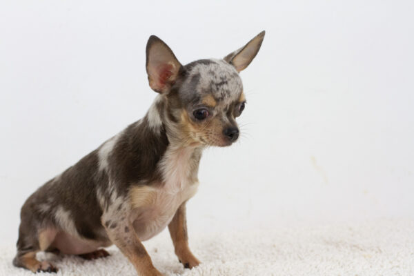 Buffy Chihuahua
