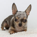 Buffy-female-chihuahua-puppy-for-sale-1 (2)