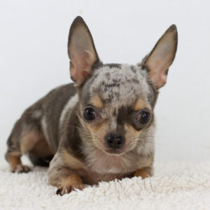 Buffy Chihuahua