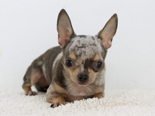 Buffy Chihuahua