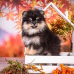Barbi Pomeranian