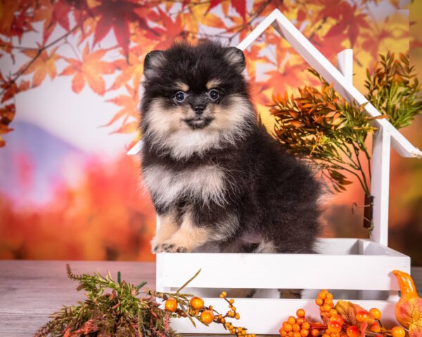 Buffy Pomeranian