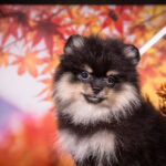 Buffy-female-pomeranian-puppy-for-sale-1 (2)