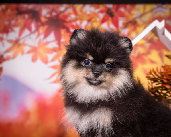Buffy Pomeranian