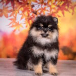 Buffy-female-pomeranian-puppy-for-sale-1 (3)