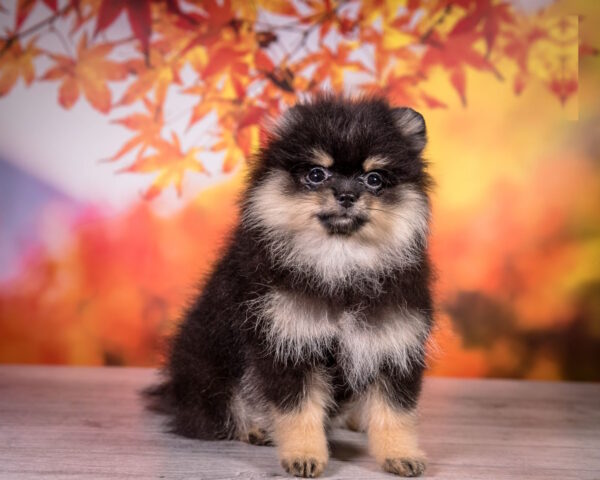 Buffy Pomeranian