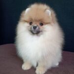 Busya-female-pomeranian-puppy-for-sale-1 (1)