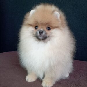 Busya Pomeranian