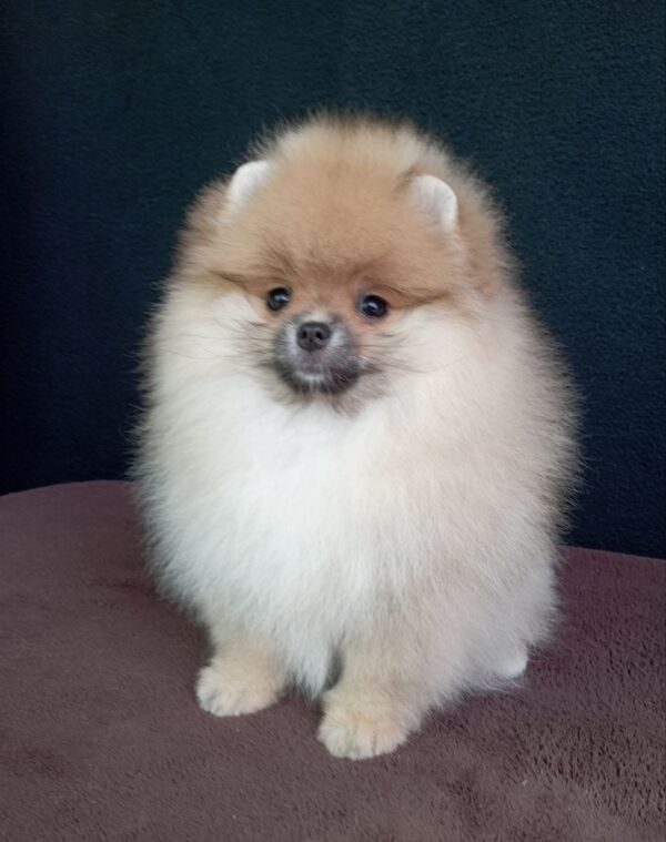 Busya Pomeranian