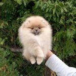 Busya-female-pomeranian-puppy-for-sale-1 (2)
