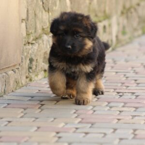 Cassio German Shepherd