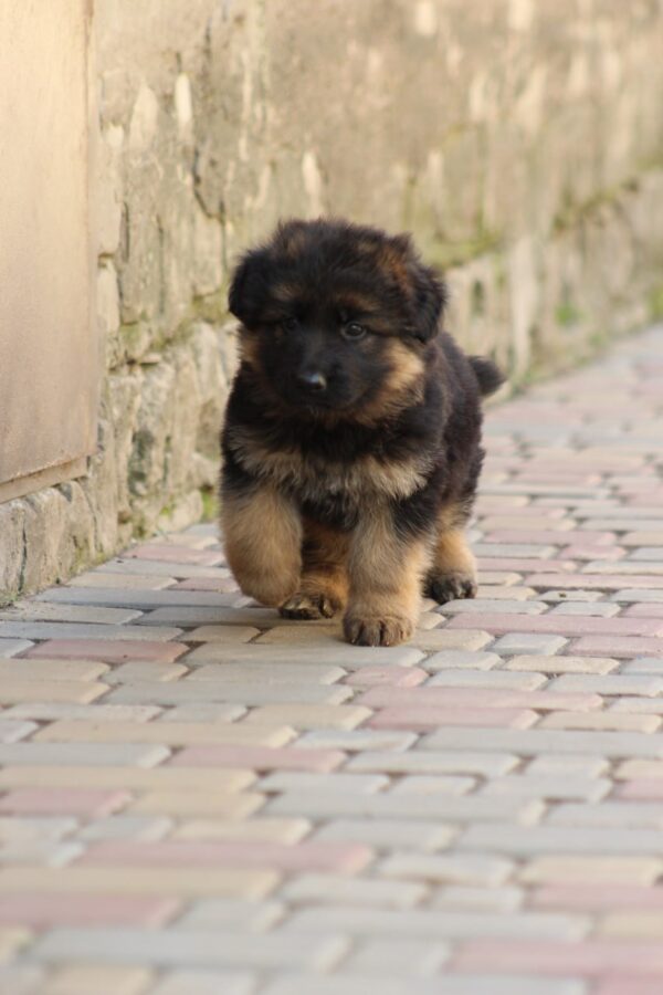 Cassio German Shepherd