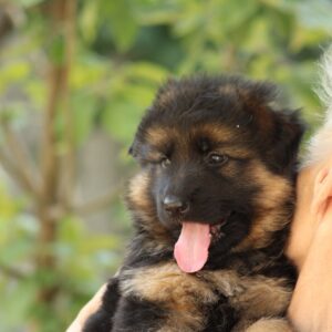 Cassio German Shepherd