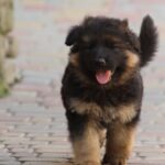 Cassio-male-German-shepherd-puppy-for-sale-1 (3)