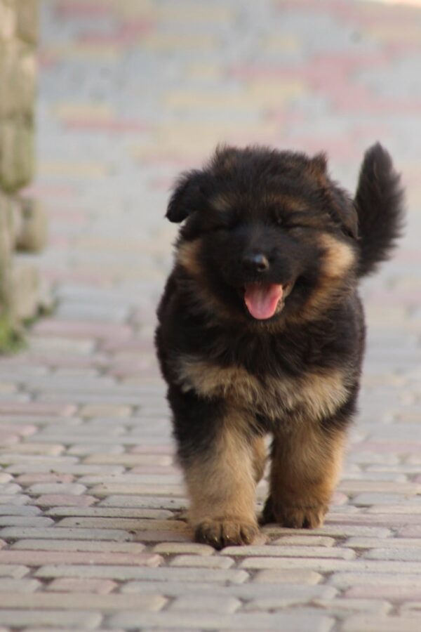 Cassio German Shepherd