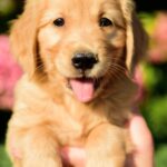 Celentano-male-Golden-Retriever-puppy-for-sale-1 (1)