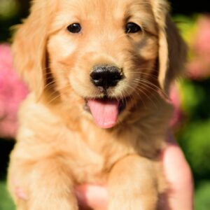 Celentano Golden Retriever