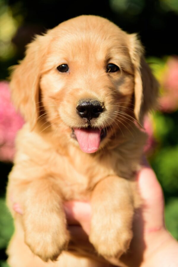 Celentano Golden Retriever