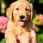 Celentano-male-Golden-Retriever-puppy-for-sale-1 (2)