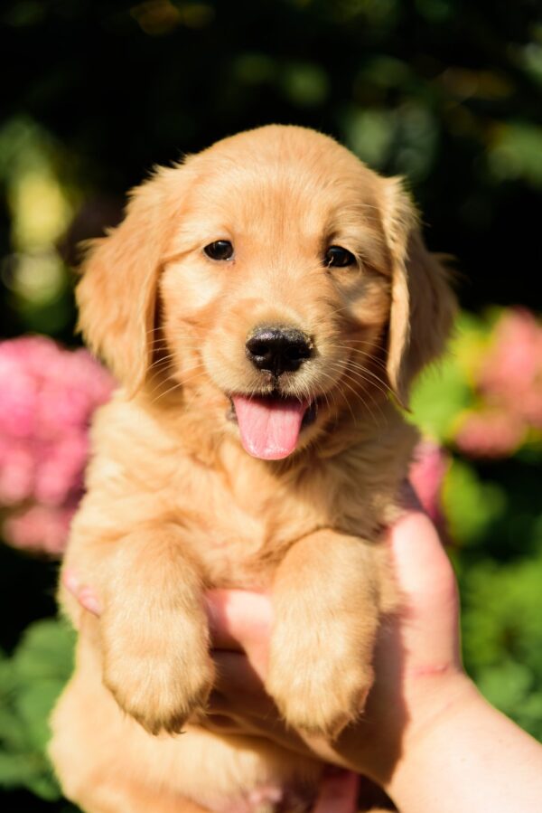 Celentano Golden Retriever