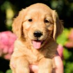 Celentano-male-Golden-Retriever-puppy-for-sale-1 (3)
