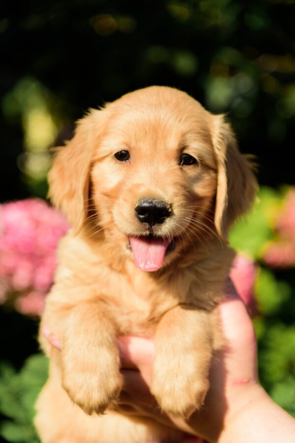 Celentano Golden Retriever
