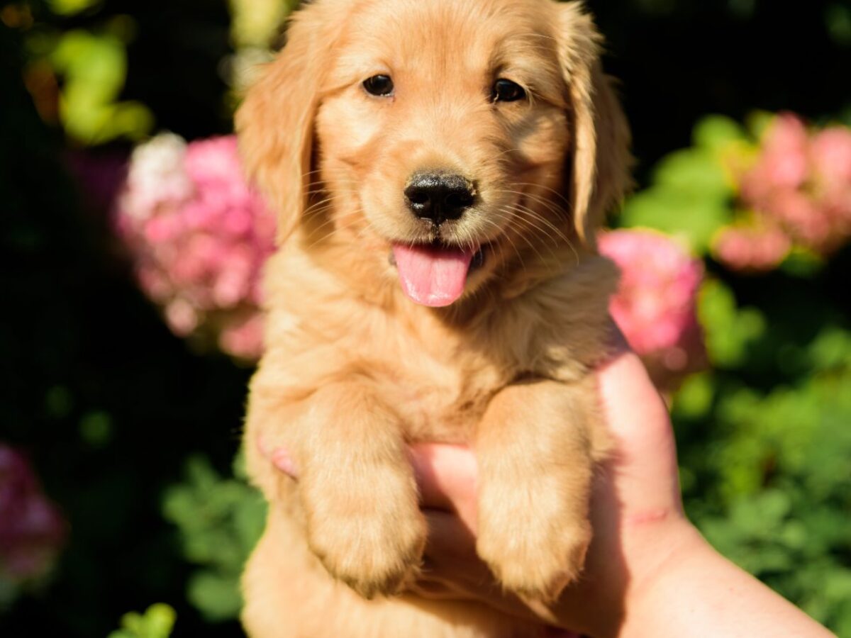 Golden Retriever Dogs and Puppies for sale