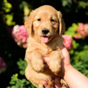 Celentano Golden Retriever