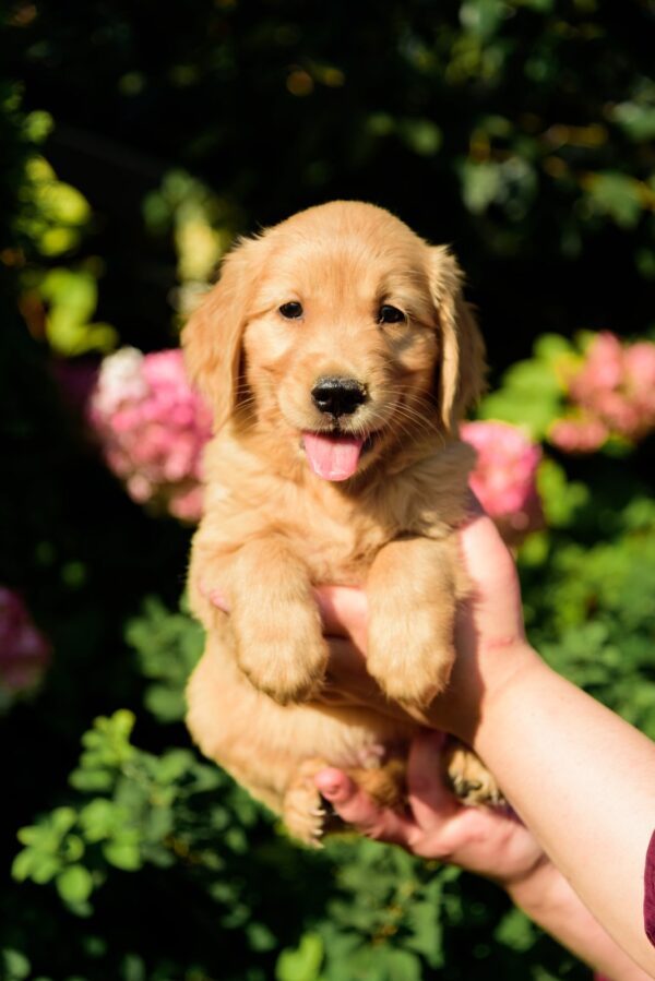 Celentano Golden Retriever