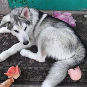 Champ Alaskan Malamute