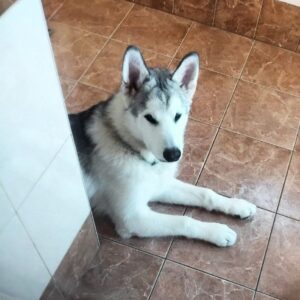 Champ Alaskan Malamute