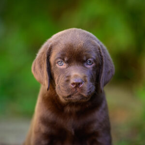 Chanel Labrador Retriever