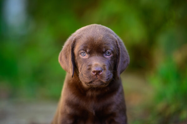 Chanel Labrador Retriever