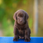 Chanel-female-labrador-retriver-puppy-for-sale-1 (2)