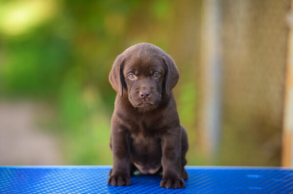 Chanel Labrador Retriever