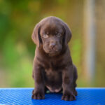 Shadow Labrador Retriever