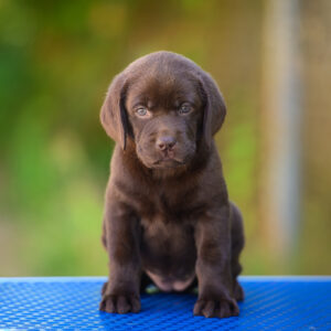 Chanel Labrador Retriever