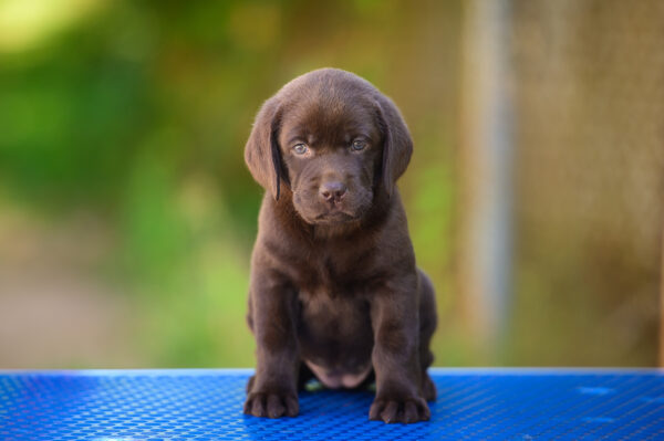 Chanel Labrador Retriever