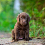 Chanel-female-labrador-retriver-puppy-for-sale-1 (4)