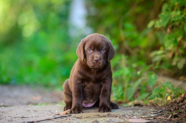 Chanel Labrador Retriever