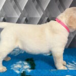 Chaplin-male-labrador-retriver-puppy-for-sale-1 (1)