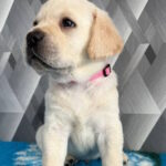 Chaplin-male-labrador-retriver-puppy-for-sale-1 (2)